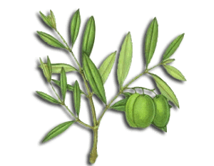 olivo